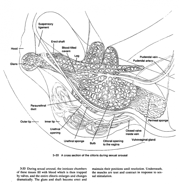 Japanese Virgin Clitoris