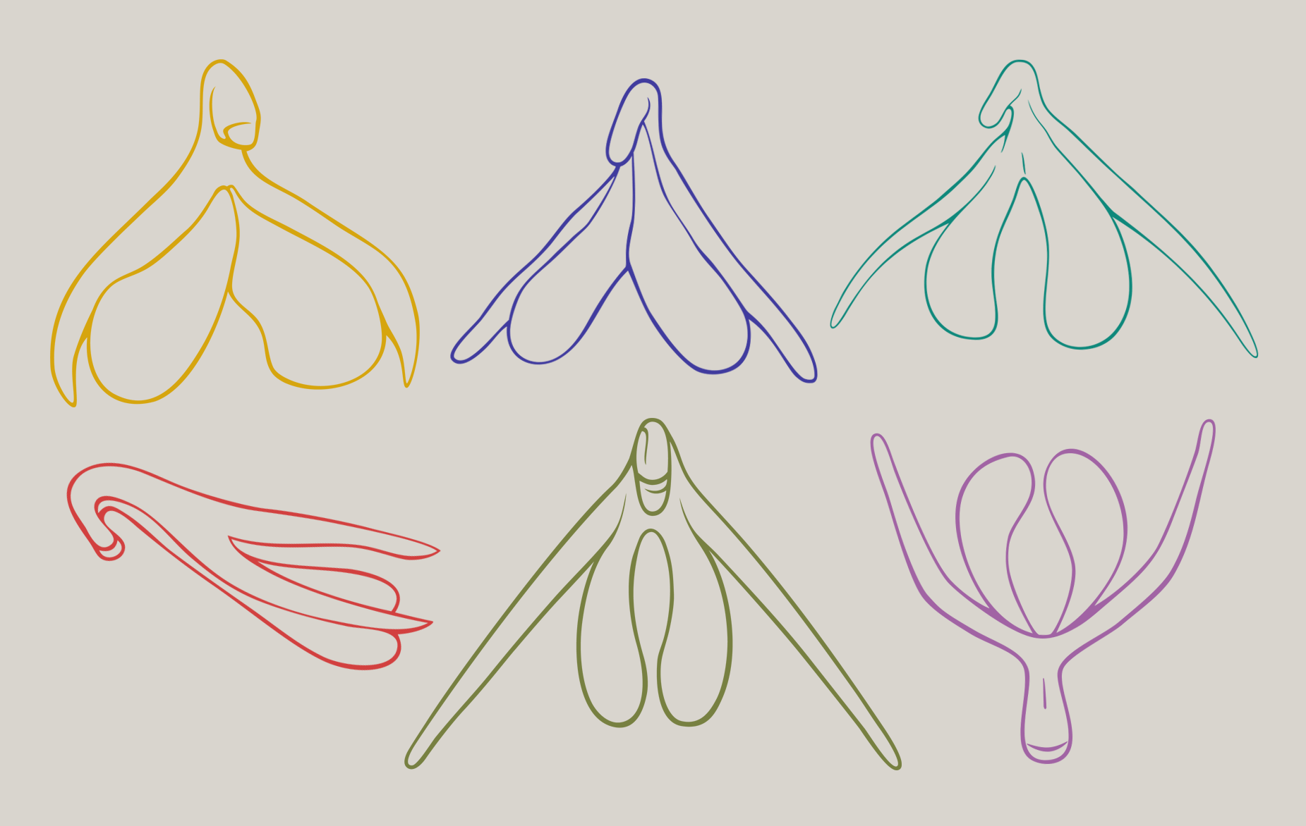 Clitorises, graphic by Lynn Schirmer